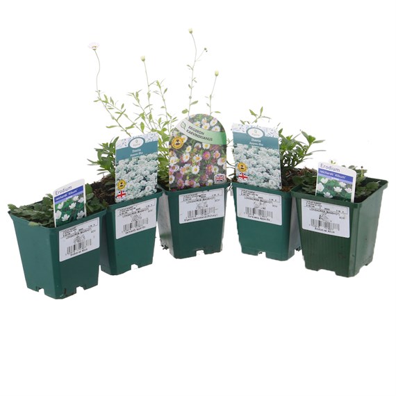 Alpine Plant 9cm - Set of 5 - White